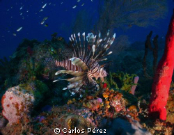 Lion fish View @ Rincon Beach Puerto Rico by Carlos Pérez 
